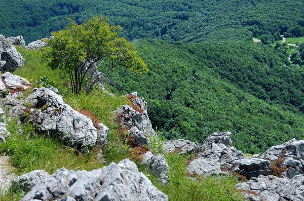 Rocce Alberi Stara Planina Estate — Foto Stock