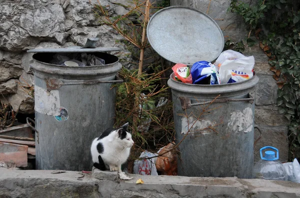 Veliko Tarnovo Bulgaria January 2018 Stray Cat Sits Next Garbage — Stock Photo, Image