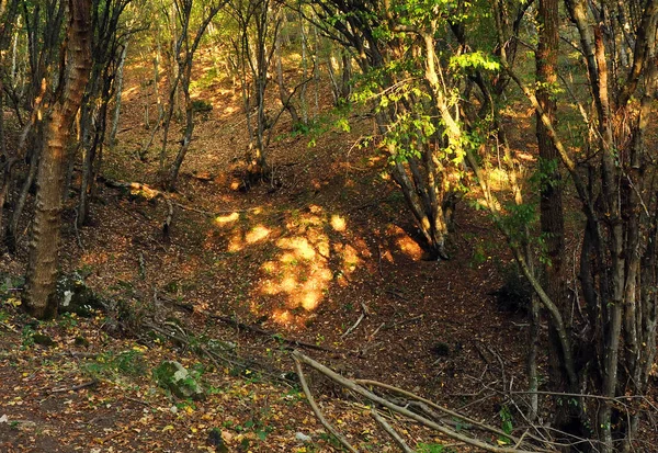 Sluneční Rokle Lesích Podzim Úsvitu Evropě — Stock fotografie