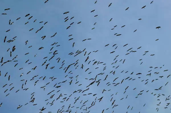 Stor Flokk Pelikaner Sirkler Høyt Den Blå Himmelen Før Flyr – stockfoto