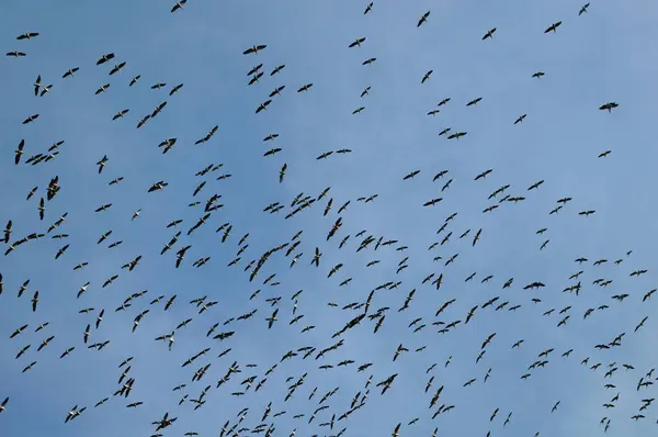 Enorme Bandada Pelícanos Círculo Alto Cielo Azul Antes Volar Sur —  Fotos de Stock