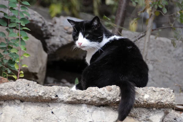 Gato Preto Branco Com Olhos Verdes Senta Cerca — Fotografia de Stock