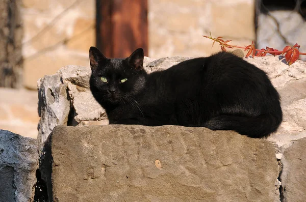 Gato Negro Con Ojos Verdes Encuentra Piedra Relajante Sol — Foto de Stock