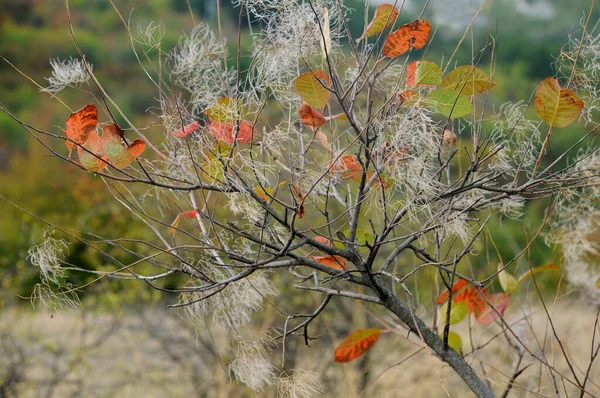 秋天美丽的灌木 叶子部分脱落 — 图库照片