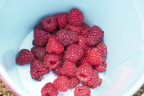 Closeup Photo Raspberries Bottom Bucket — Stock Photo, Image