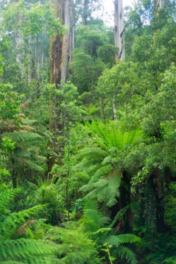 Bir fotoğraf yeşil Avustralya Bush bahar, Victoria, Avustralya.