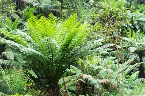 澳大利亚维多利亚州丛林里的蕨类植物照片 — 图库照片