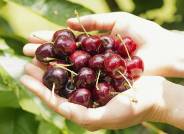 Kiraz elinde bir portre fotoğraf.