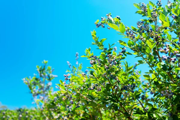 Photo Blueberry Plants Sky Background — Stock Photo, Image