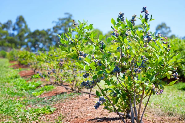 Photo Blueberries Planted Row Taken Summer Time — Stock Photo, Image
