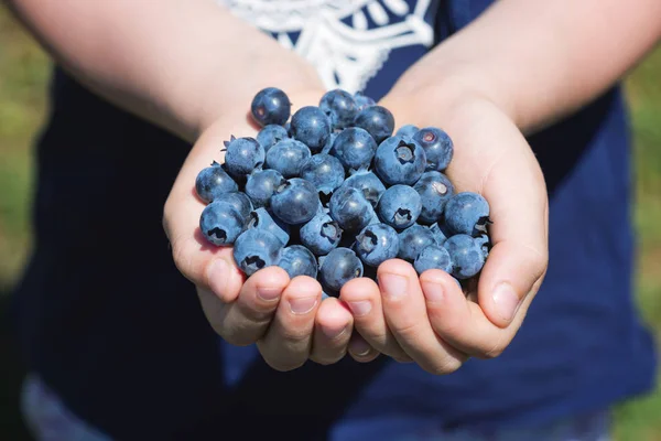 A closeup photo of hands offering ripe blueberries.