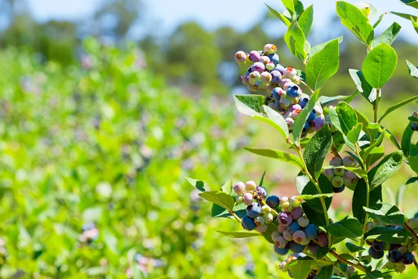 Photo Blueberry Plant Closeup Copy Space — Stock Photo, Image