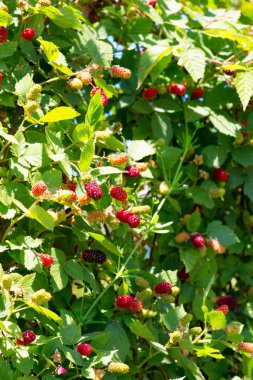 Böğürtlen olgunlaşma