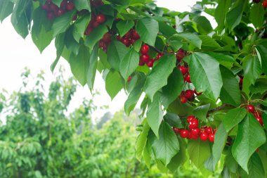 Olgun kiraz ile Kiraz dalı