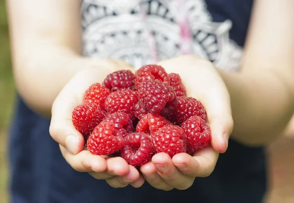 Raspberries on hands, giving — Stock Photo, Image