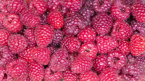 Raspberry background — Stock Photo, Image