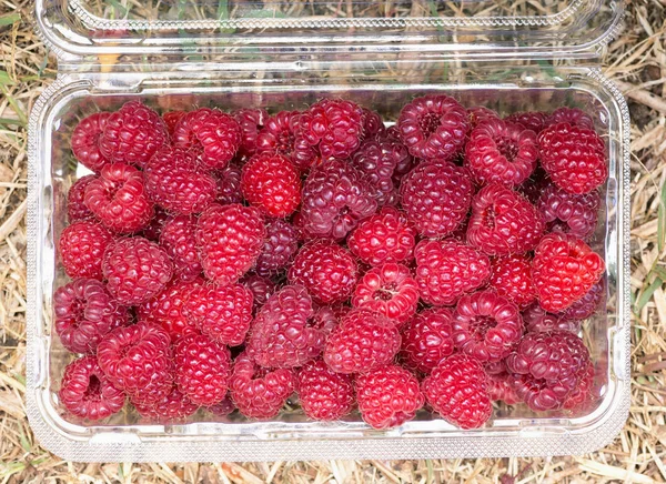 Himbeeren im Plastikbehälter — Stockfoto