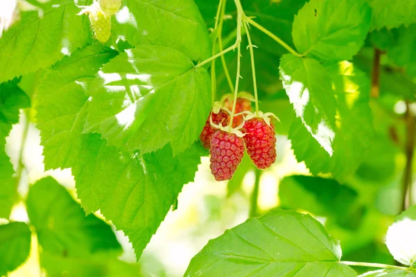 Loganberries closeup — Stock Photo, Image