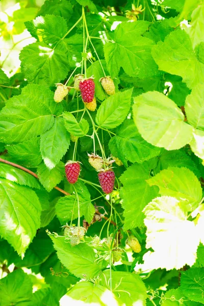 Loganberries on a branch — Stock Photo, Image