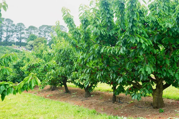 Cherry Trees Row Farm — Stock Photo, Image