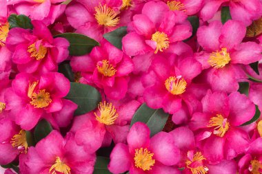 Tropik pembe çiçek arkaplanı. Seçici odak.