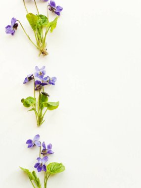 beyaz mor çiçekler