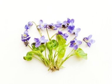 beyaz mor çiçekler