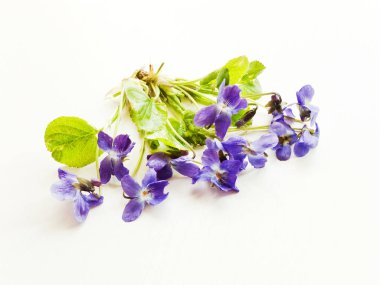 beyaz mor çiçekler