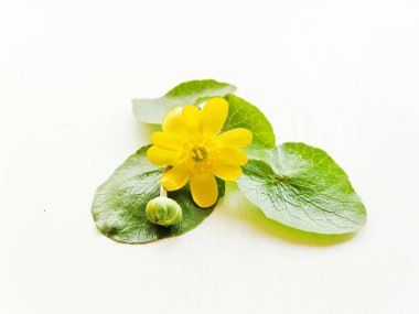 Buttercup flower on white clipart