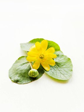 Beyaz üzerinde Buttercup çiçek