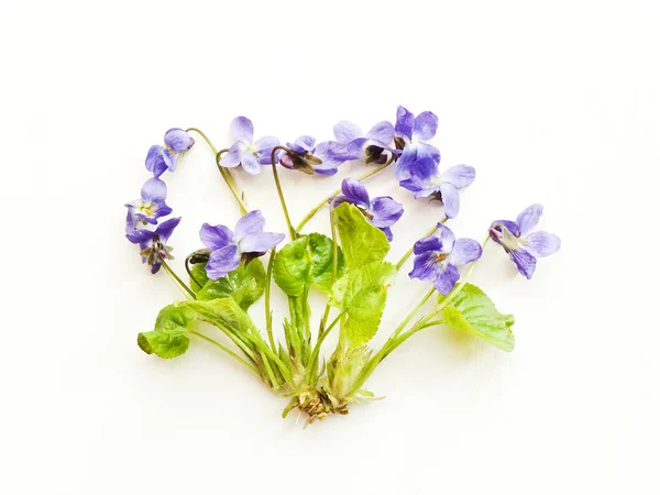 Violetta blommor på vit — Stockfoto