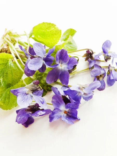 Flores violetas sobre blanco — Foto de Stock