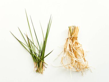 Kökleri ile Bluegrass