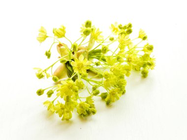 Beyaz akçaağaç çiçeği