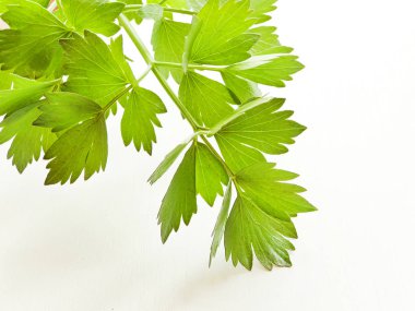 Beyaz üzerinde Lovage