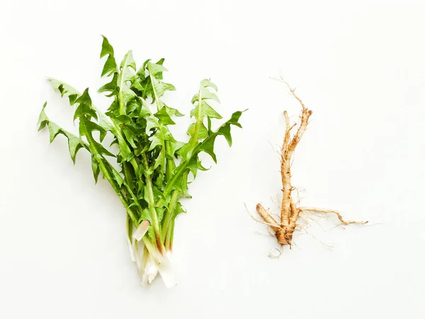 Folhas e raízes dandelianas — Fotografia de Stock