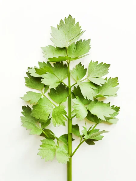 Lovage su bianco — Foto Stock