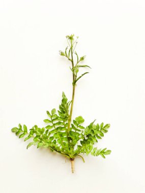 Beyaz üzerinde Çoban çantası