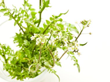 Beyaz üzerinde Çoban çantası