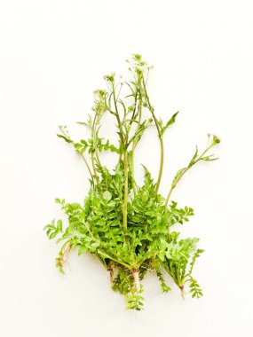 Beyaz üzerinde Çoban çantası