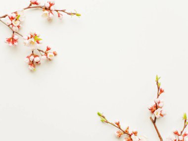 Beyaz kayısı çiçeği