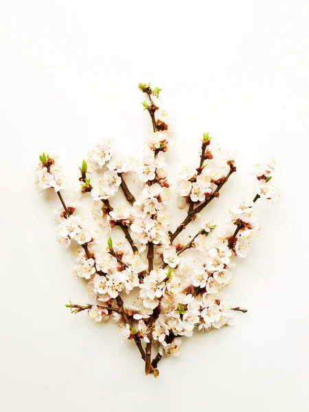 Абрикос цвіте на білому — стокове фото
