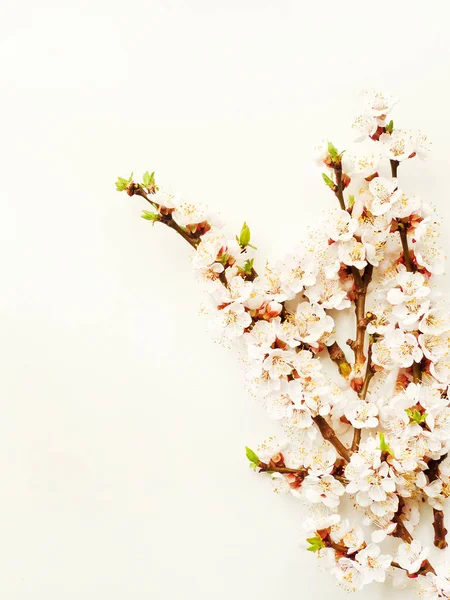 Flor de albaricoque sobre blanco — Foto de Stock