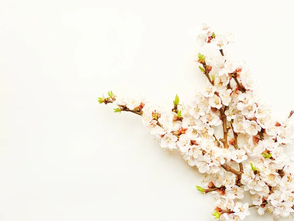 Flor de albaricoque sobre blanco — Foto de Stock