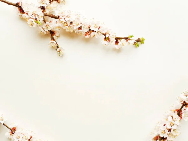 Abrikoos bloesem op wit — Stockfoto