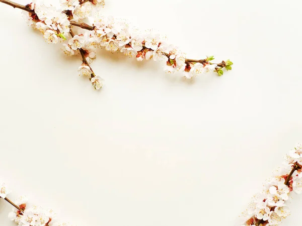 Flor de albaricoque sobre blanco — Foto de Stock