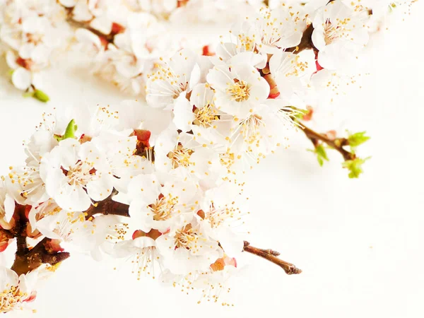Flor de albaricoque sobre blanco — Foto de Stock