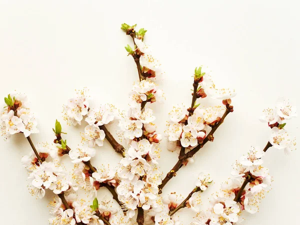 Floraison d'abricot sur blanc — Photo