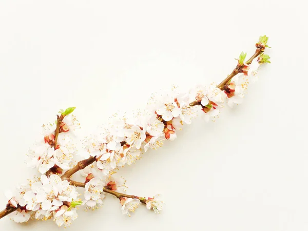 Apricot blossom on white — Stock Photo, Image