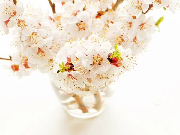 Flor de damasco em branco — Fotografia de Stock